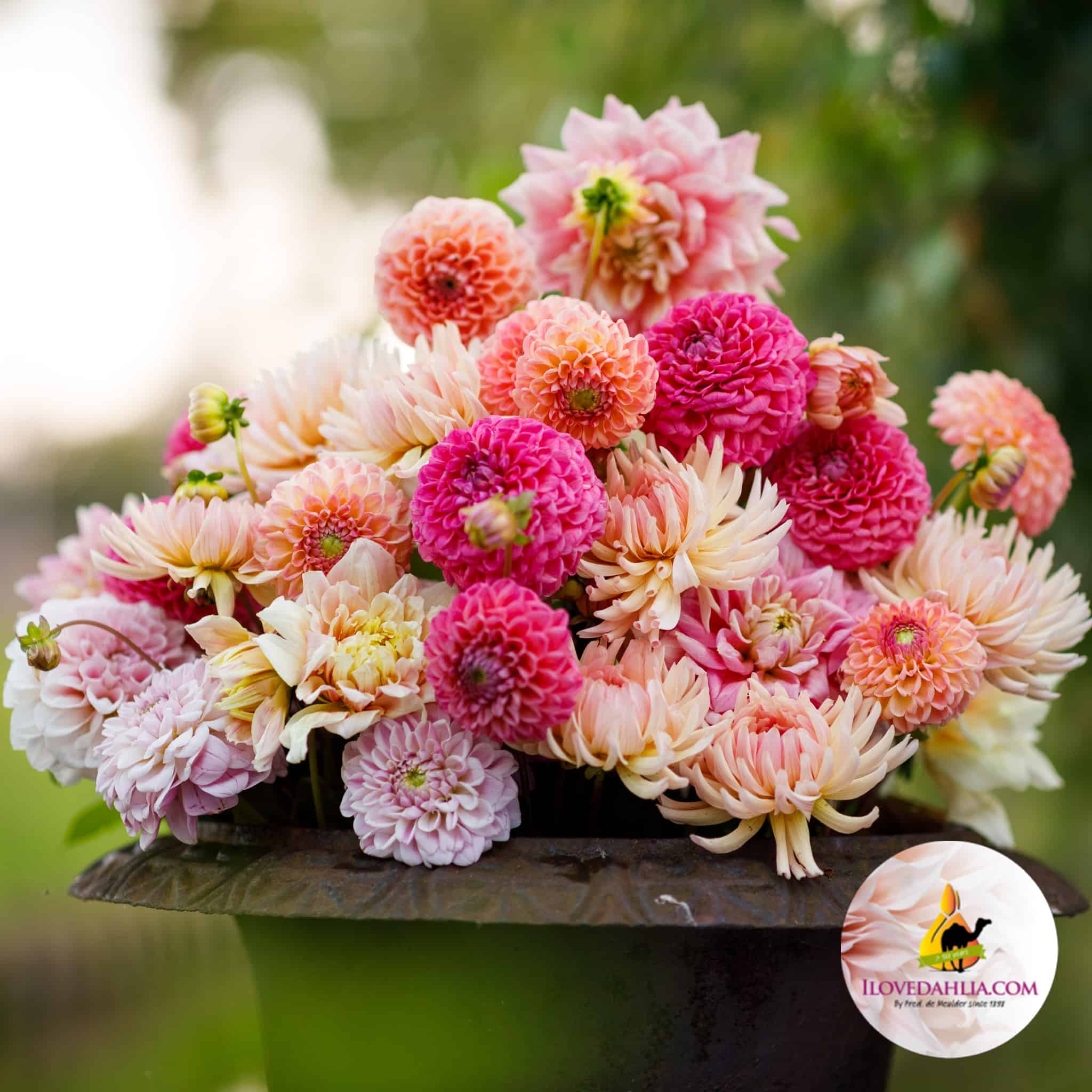 Love Me Tender Collection - Image 2