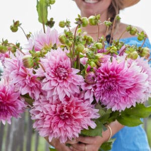 Dahlia Cafe au Lait Rose