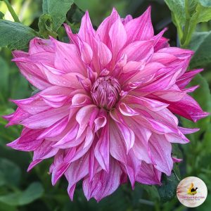 Dahlia Cafe au Lait Royal
