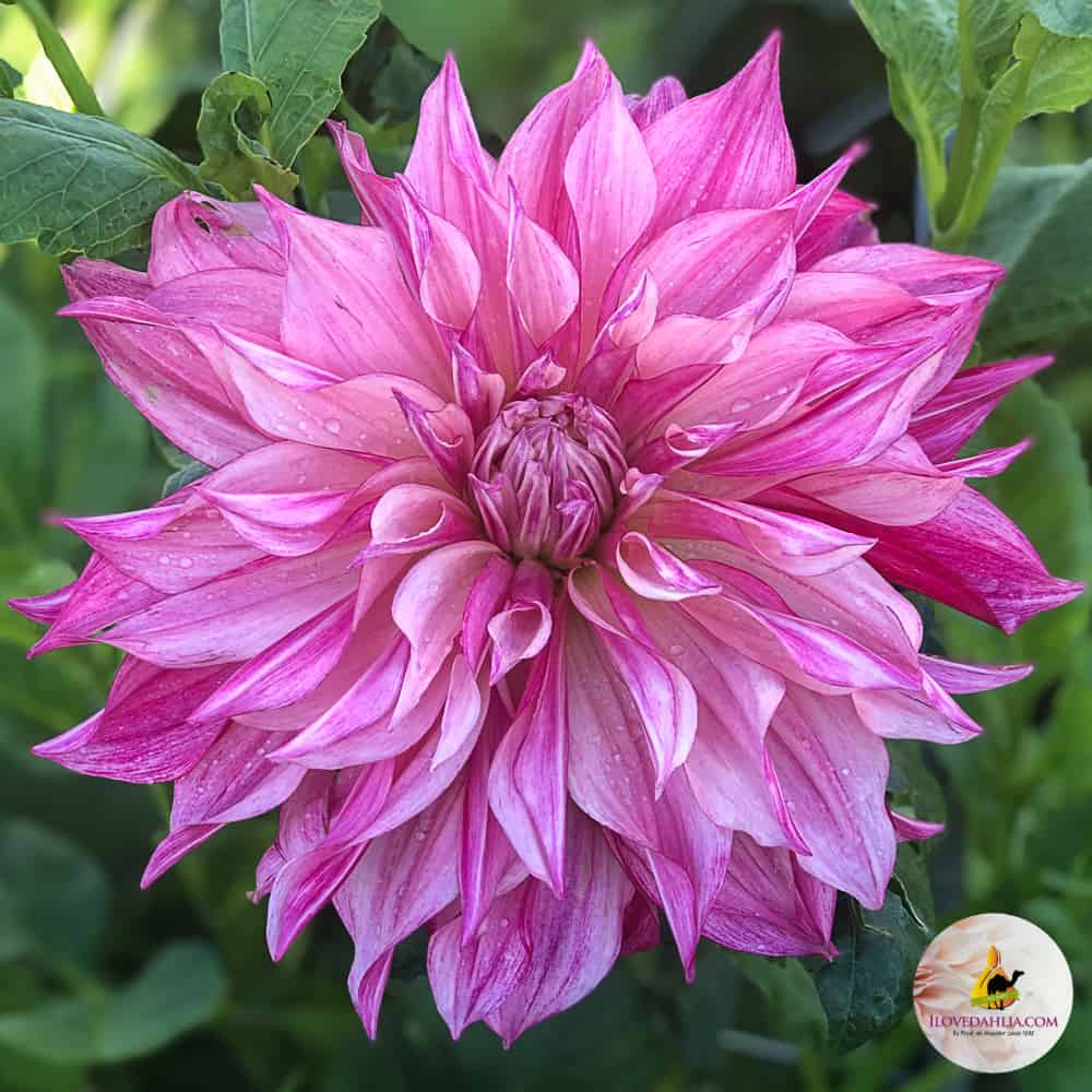 Dahlia Cafe au Lait Royal