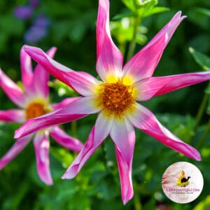 Dahlia Honka Pink