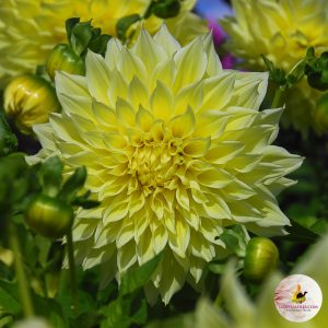 Dahlia Kelvin floodlight