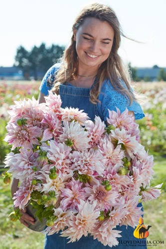 Dahlia Cafe au Lait Twist