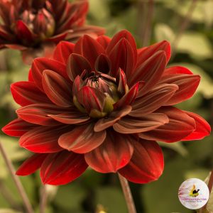 ilovedahlia - buy - dahlia