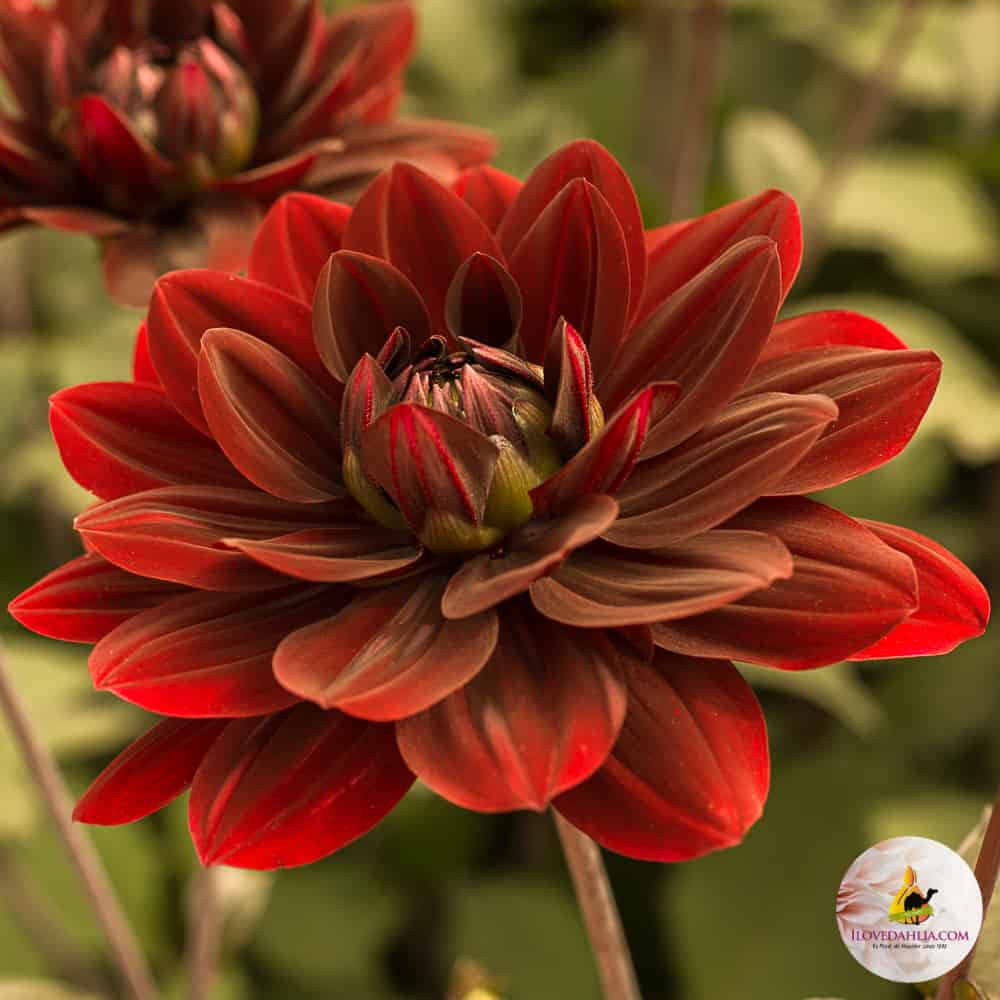 ilovedahlia - buy - dahlia