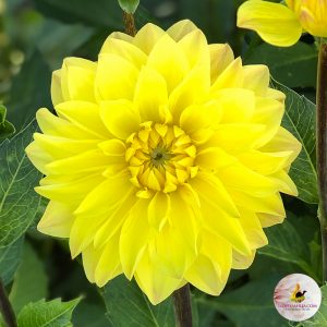 ilovedahlia - buy - dahlia