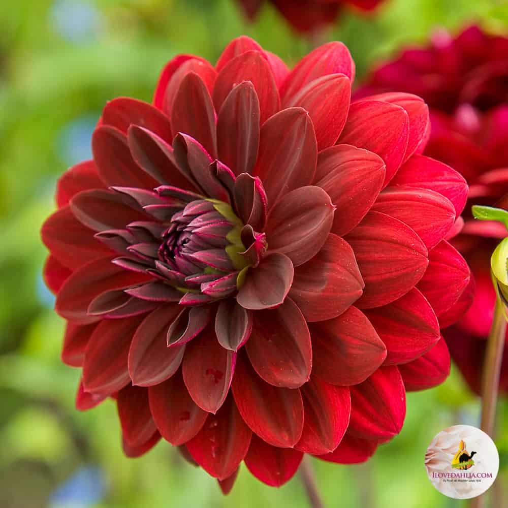 red dahlia arabian night