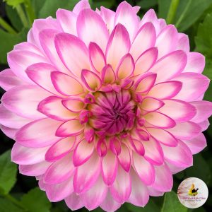 ilovedahlia - buy - dahlia