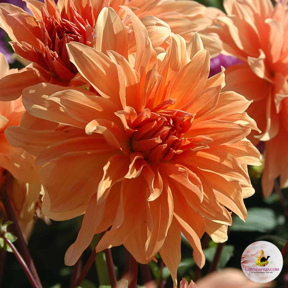 ilovedahlia - buy - dahlia