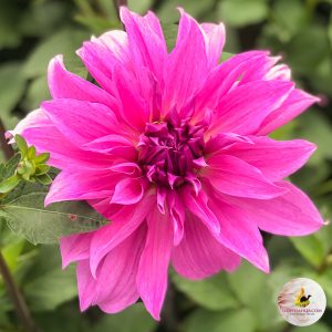 ilovedahlia - buy - dahlia
