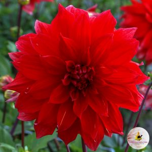 ilovedahlia - buy - dahlia
