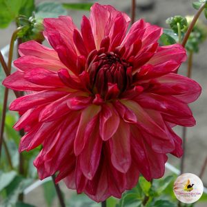 ilovedahlia - buy - dahlia