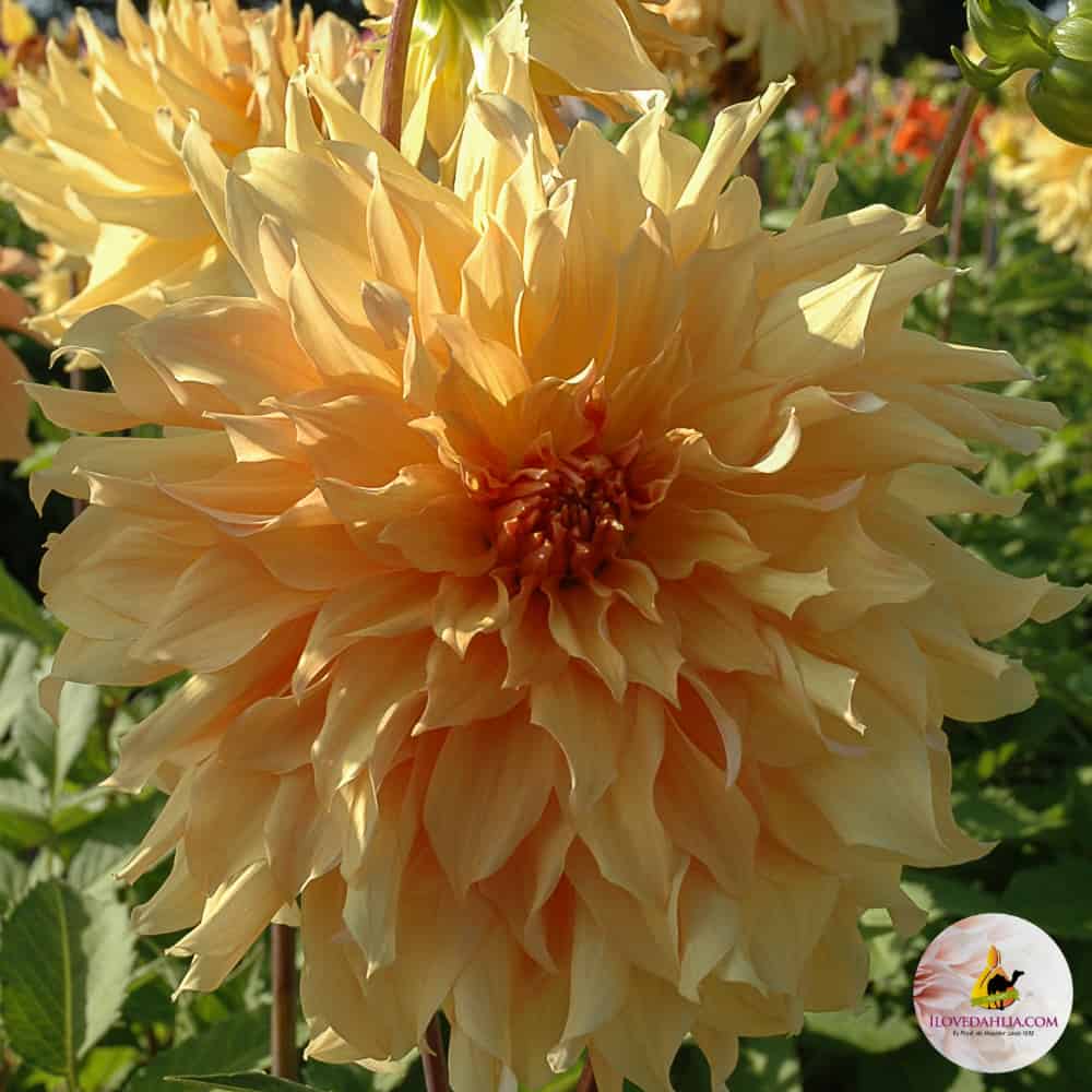 ilovedahlia - buy - dahlia