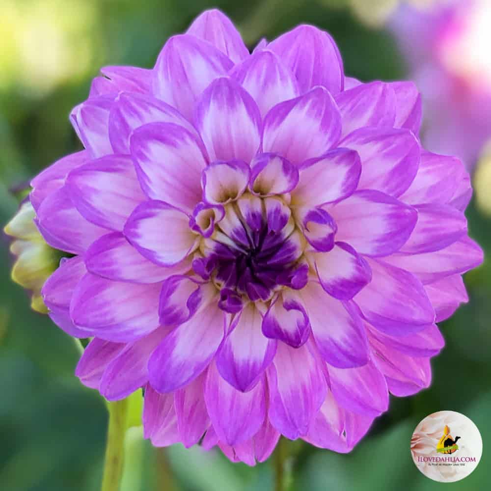 ilovedahlia - buy - dahlia