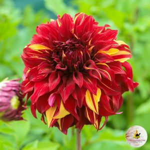 ilovedahlia - buy - dahlia