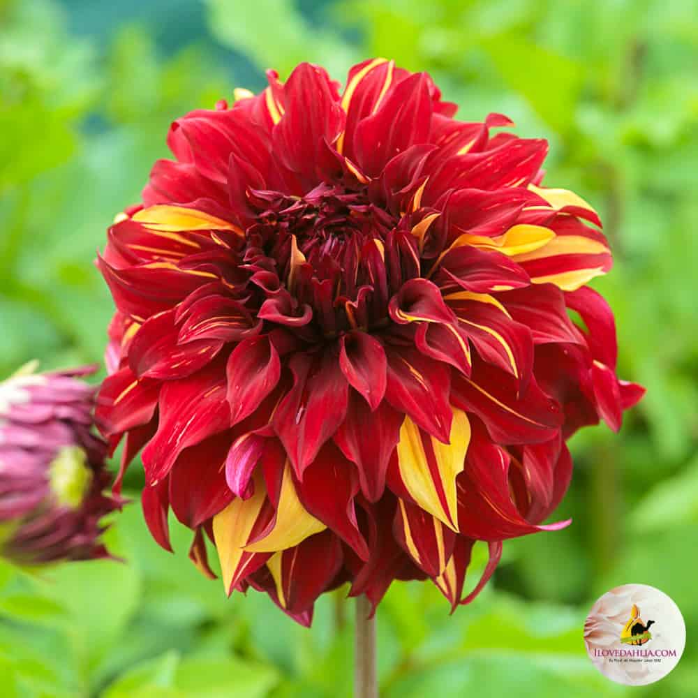 ilovedahlia - buy - dahlia