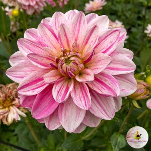 ilovedahlia - buy - dahlia