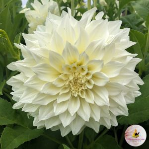 ilovedahlia - buy - dahlia