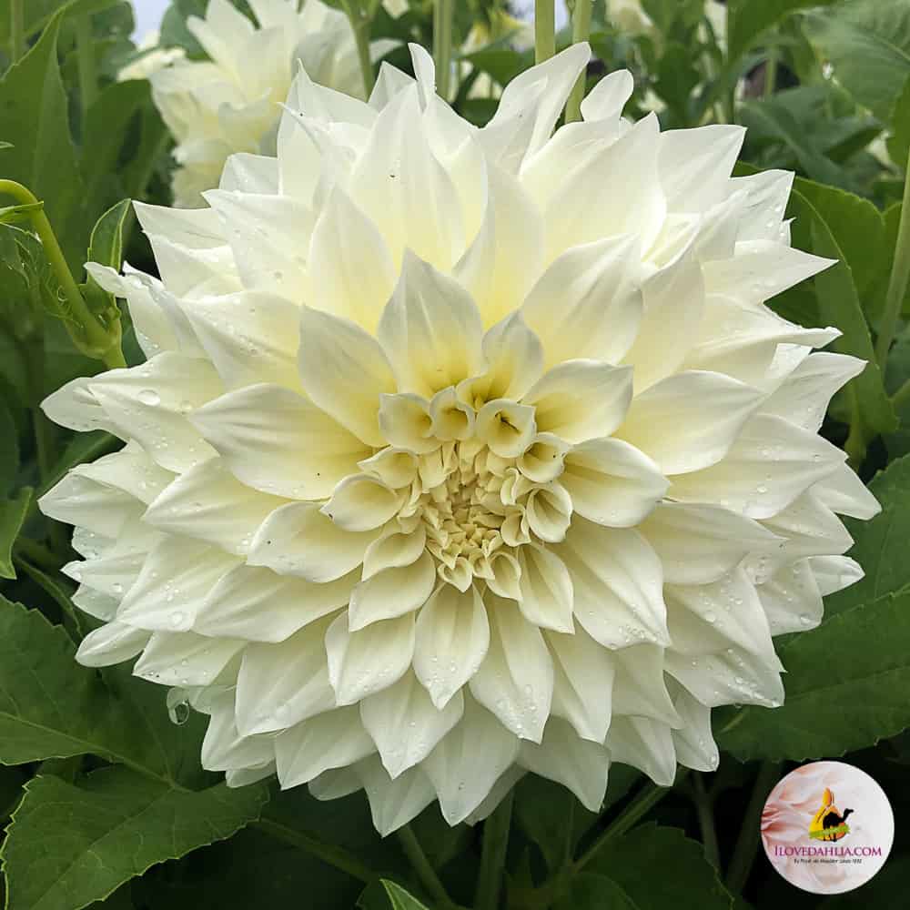 ilovedahlia - buy - dahlia