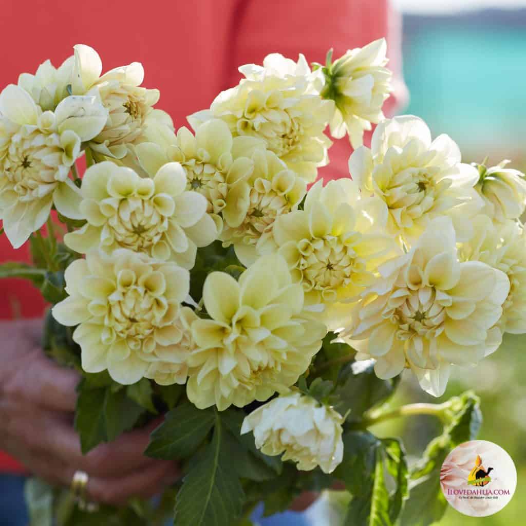 Dahlia Caramel Antique