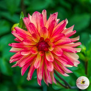 ilovedahlia - buy - dahlia