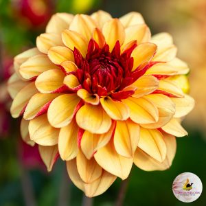 ilovedahlia - buy - dahlia