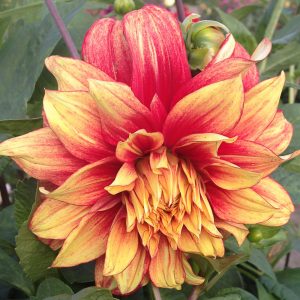 ilovedahlia - buy - dahlia