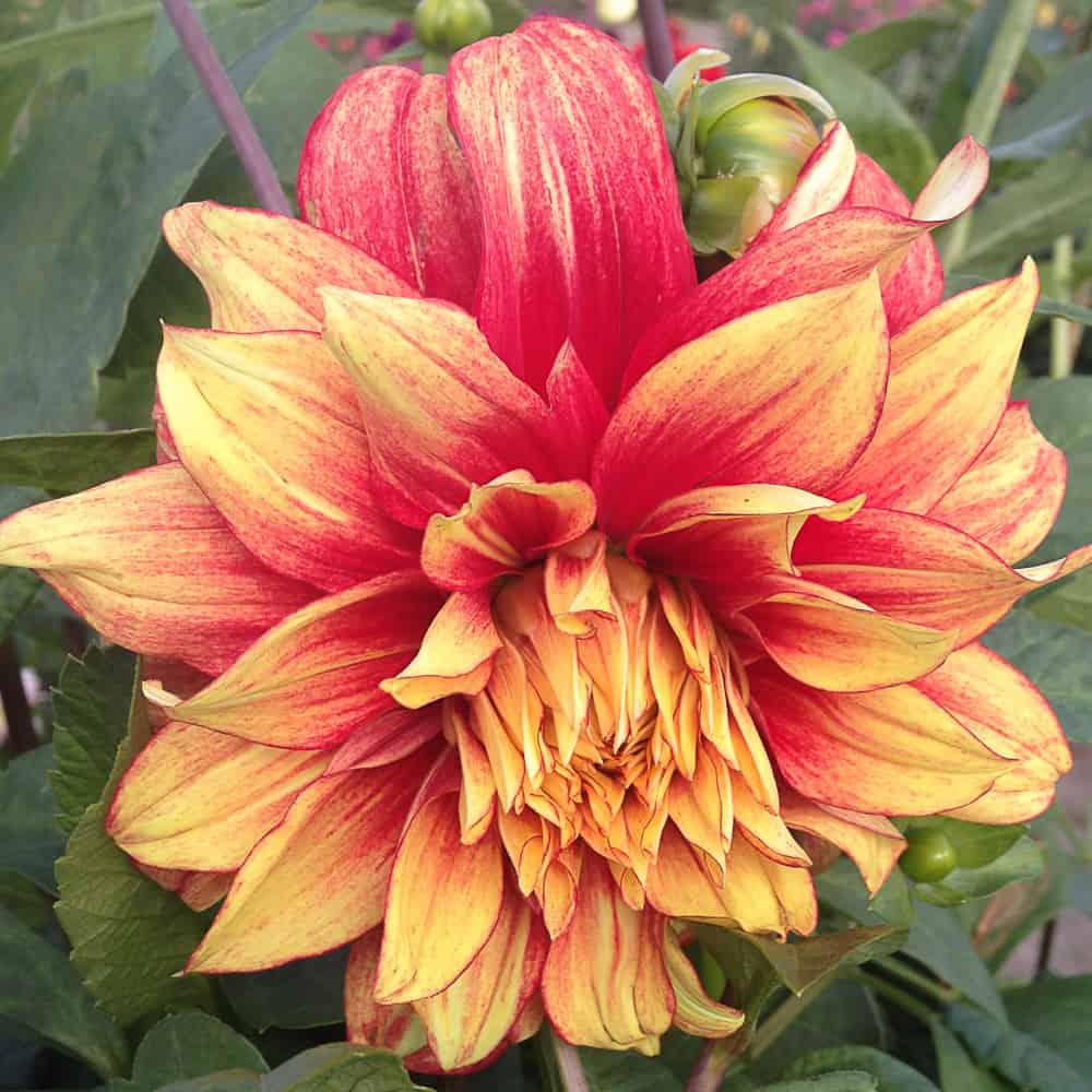 ilovedahlia - buy - dahlia