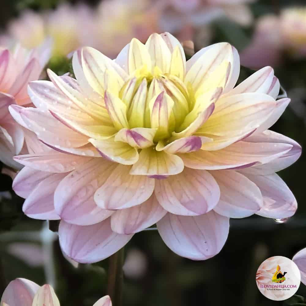 ilovedahlia - buy - dahlia