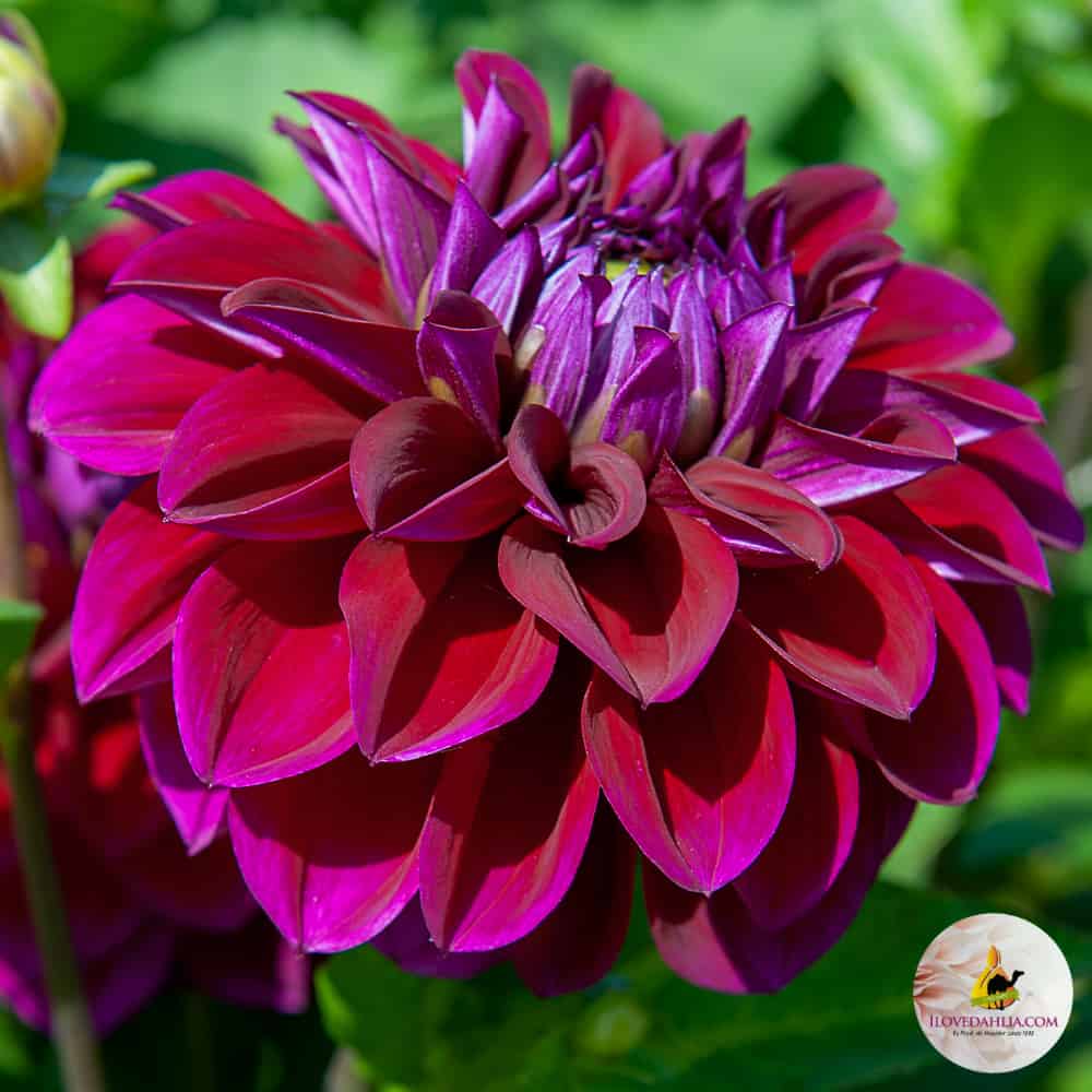 ilovedahlia - buy - dahlia