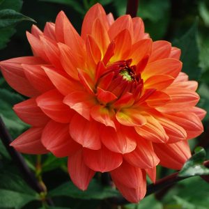 Dahlia Dr. P.H. Riedell