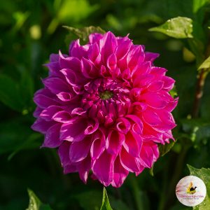 ilovedahlia - buy - dahlia