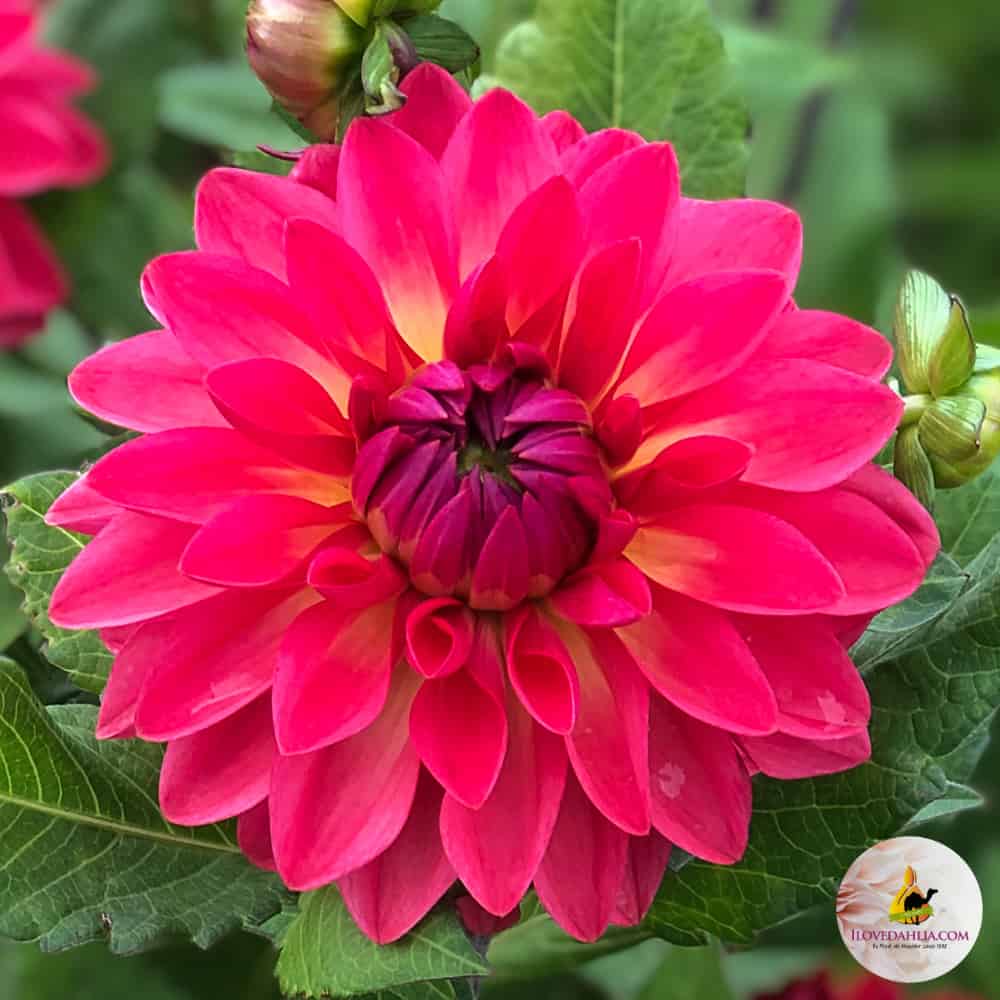 ilovedahlia - buy - dahlia