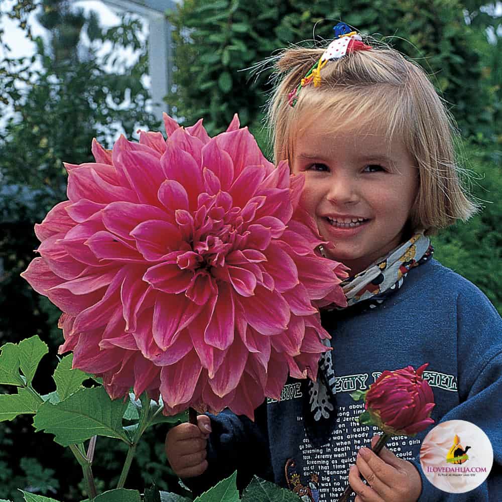 ilovedahlia - buy - dahlia
