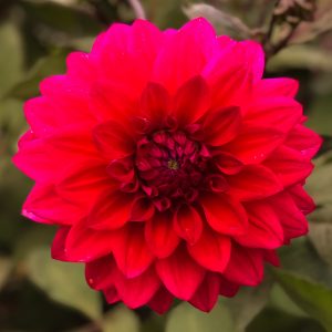 ilovedahlia - buy - dahlia