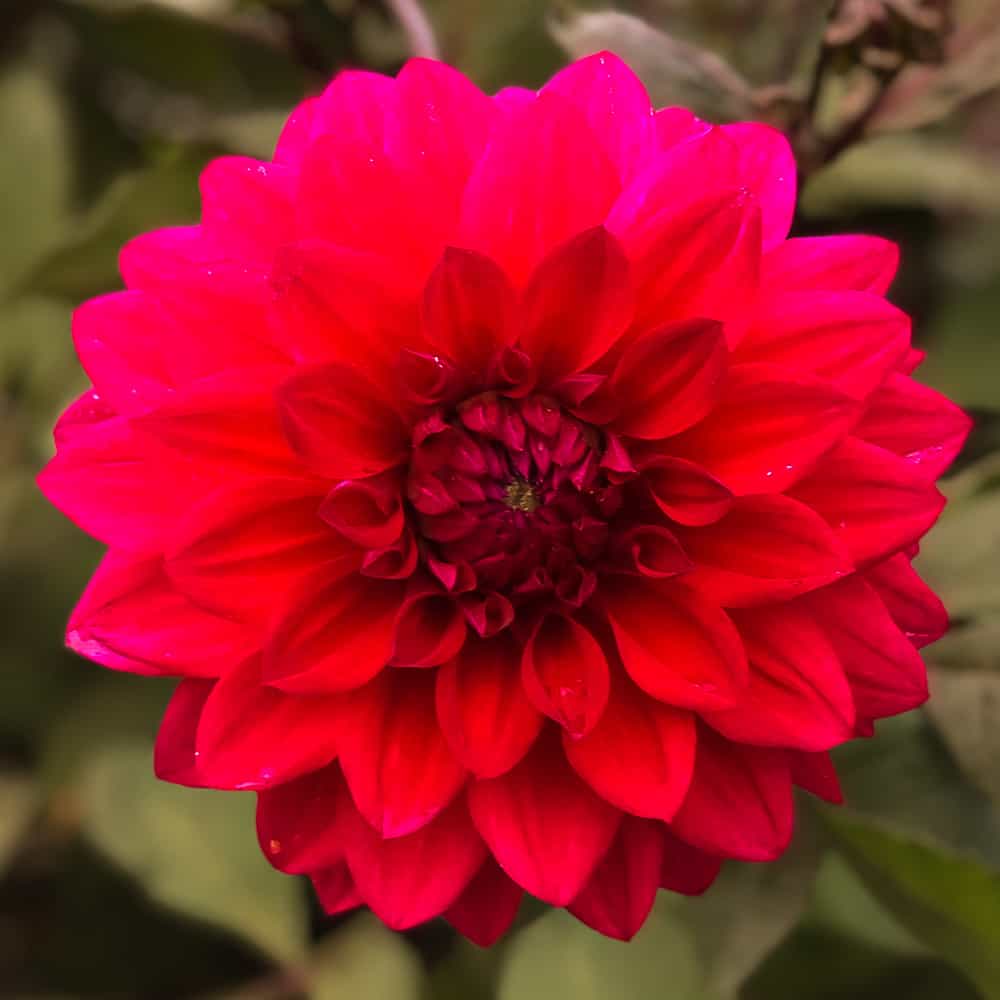 ilovedahlia - buy - dahlia