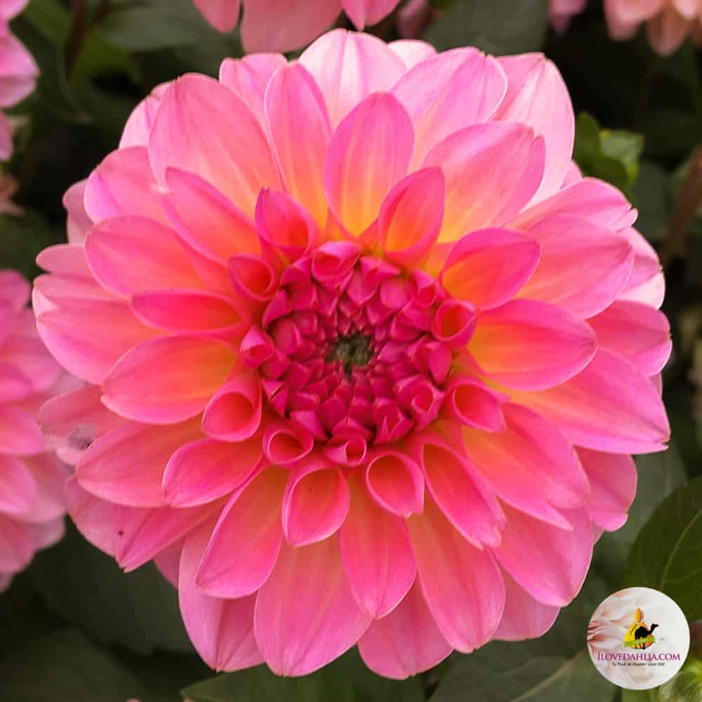 ilovedahlia - buy - dahlia