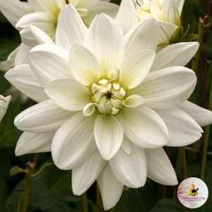 ilovedahlia - buy - dahlia