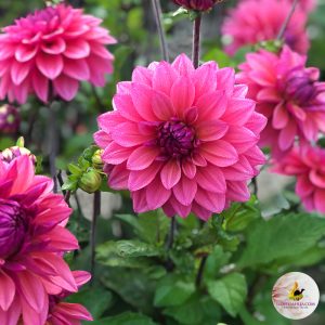 ilovedahlia - buy - dahlia