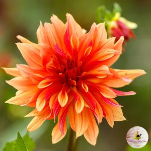 ilovedahlia - buy - dahlia