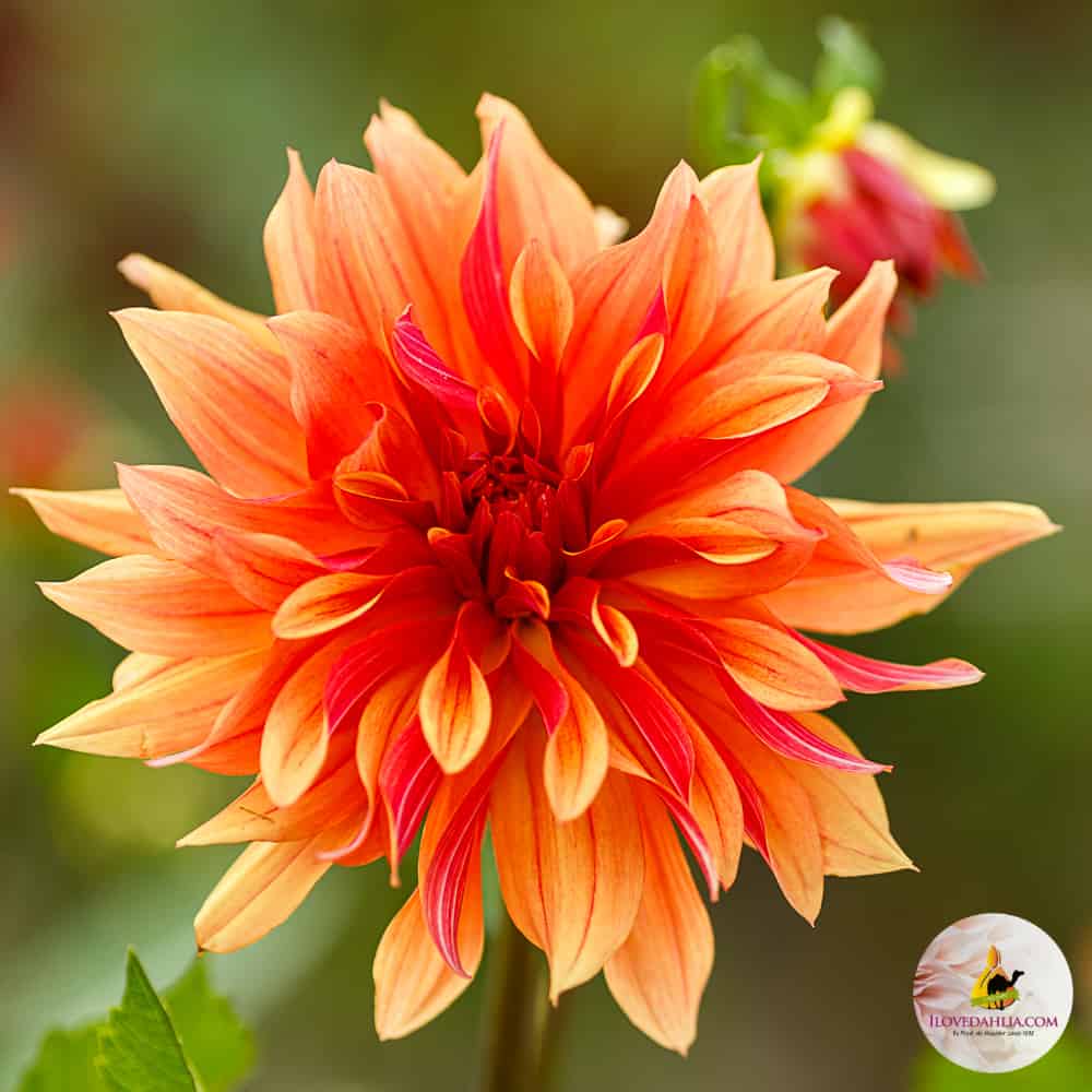 ilovedahlia - buy - dahlia