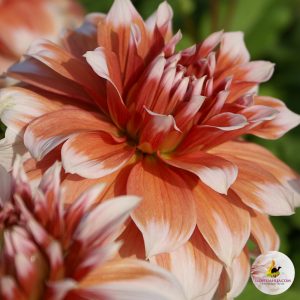 ilovedahlia - buy - dahlia