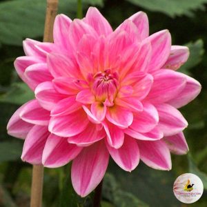 ilovedahlia - buy - dahlia