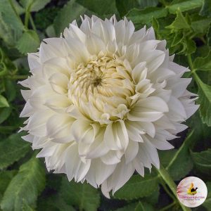 ilovedahlia - buy - dahlia