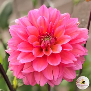 ilovedahlia - buy - dahlia
