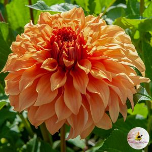 ilovedahlia - buy - dahlia