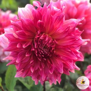 ilovedahlia - buy - dahlia