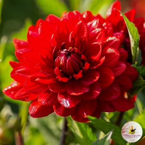 ilovedahlia - buy - dahlia