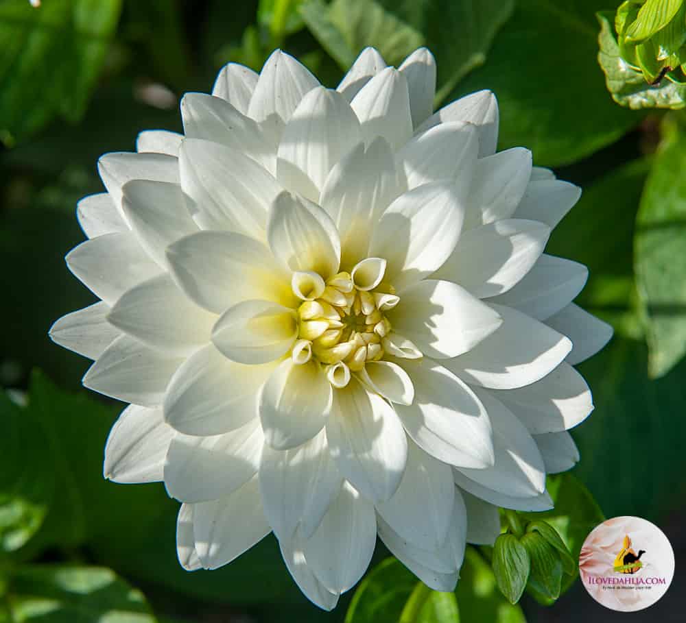 ilovedahlia - buy - dahlia