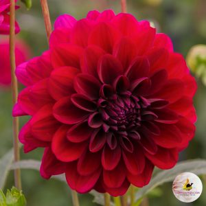 ilovedahlia - buy - dahlia